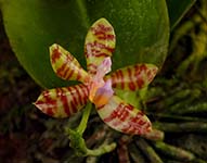 Phal. fasciata